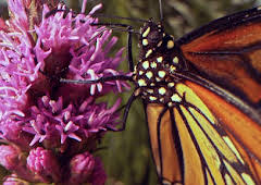Insekten - Die heimlichen Herrscher
