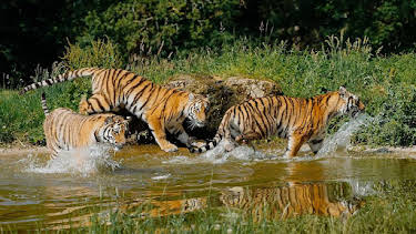 8:30 AM: Animal Park | BBC One Wales | 3/30 2026