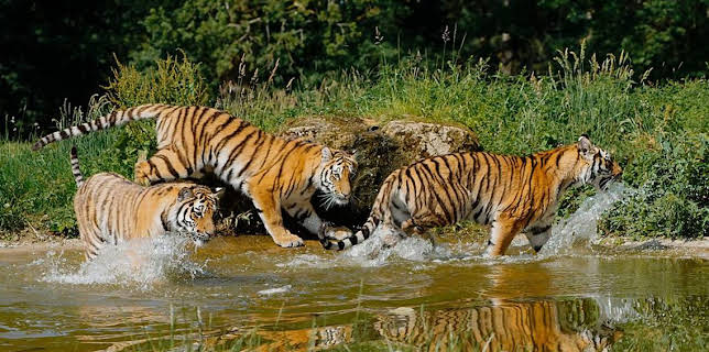 8:30 AM: Animal Park | BBC One Oxfordshire | 3/30 2026