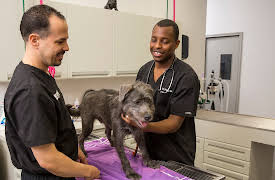 The Vet Life: Episode 3