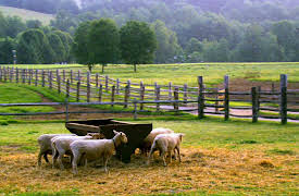 discovery+ Immersions, Season 1: Morning at the Dairy Farm