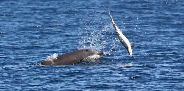 07:40: Sharks Vs Dolphins: Face Off | Animal Planet | 1/29 2026