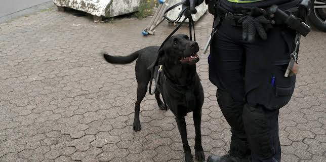 10:50: Grensevakten Sverige (S4 E7) (S4) | MAX | 12/8 2025