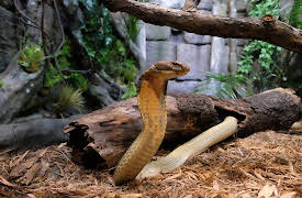 The Bronx Zoo: Episode 7