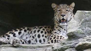 10:35: Elefant, Tiger & Co. | MDR Fernsehen | 4/30 2026