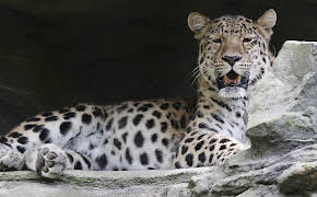 Elefant, Tiger & Co. (370)