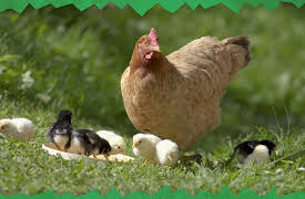 Awesome Animals and Mini Me: Season 1: Chickens