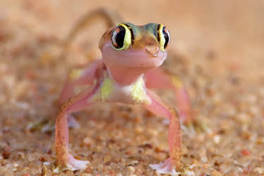 05:00: Faszination Afrika (5/5) | 3SAT | 3/31 2026