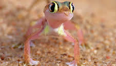 Faszination Afrika (5/5)