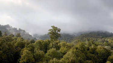 05:10: Neuseeland - Wald der Riesen | Arte | 4/8 2026