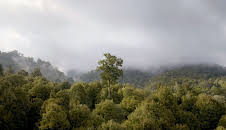 Neuseeland - Wald der Riesen