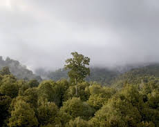 Neuseeland - Wald der Riesen