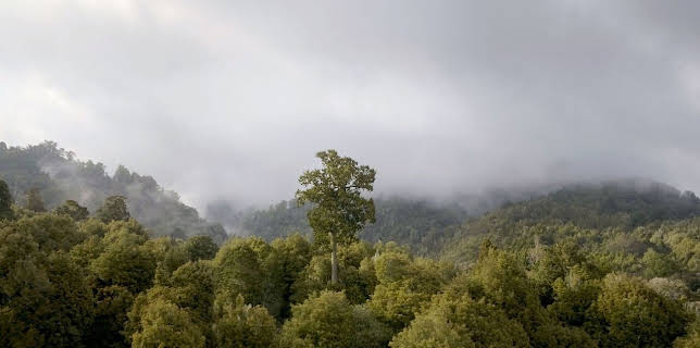 17:50: Neuseeland - Wald der Riesen | Arte | 3/3 2026