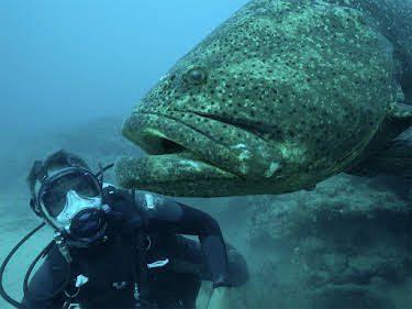 20:15: Chasing Monsters - Monsterfischen auf der Spur | Kabel Eins Doku | 6/26 2026