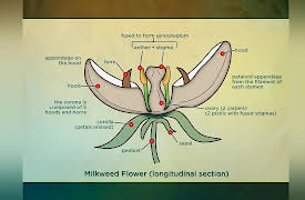 The Botanist's Eye: Identifying the Plants around You: Gentian Eudicots from Milkweed to Coffee