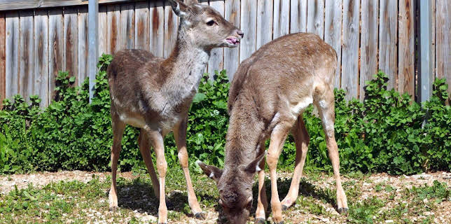 05:55: Giraffe, Erdmännchen & Co. (158) | HR Fernsehen | 1/23 2026
