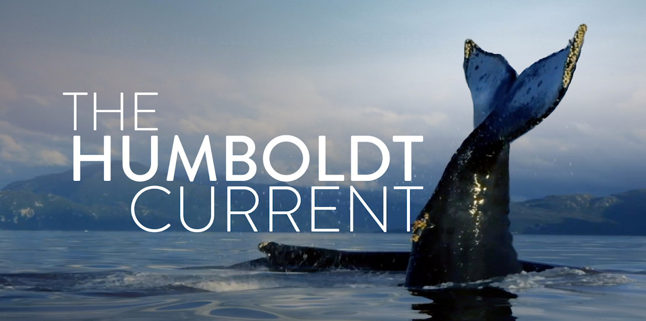 The Humboldt Current