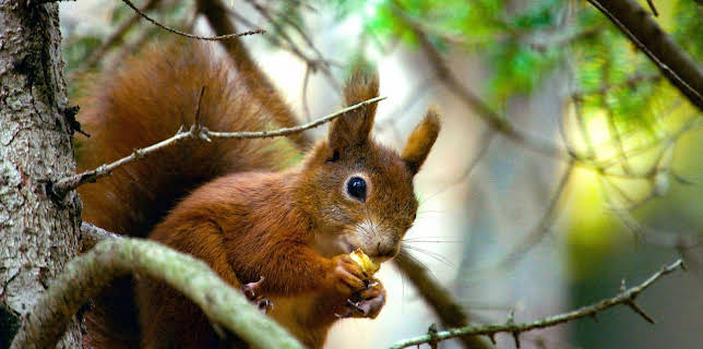 01:45: Unsere Eichhörnchen | RBB Fernsehen | 11/19 2025