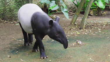 02:40: Elefant, Tiger & Co. (562) | MDR Fernsehen | 4/10 2026