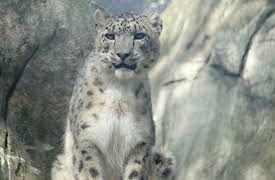 The Bronx Zoo: Episode 5