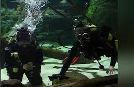 Job Jams: Scuba Diver