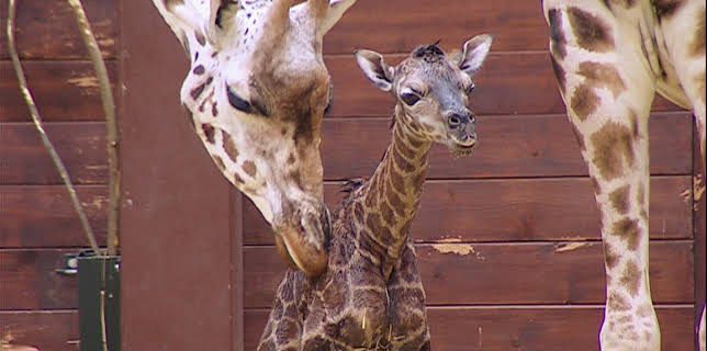 10:35: Elefant, Tiger & Co. (336) | MDR Fernsehen | 3/11 2026