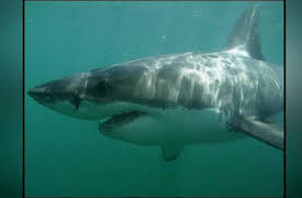 Shark Week: 20th Anniversary Collection: Sharks in a Desert Sea