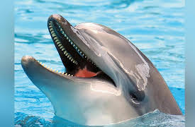 Language and the Mind: Communication in the Animal Kingdom