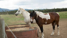 Dr. Dee: Alaska Vet (S2 E8)