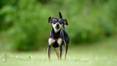 18:00: Tiere suchen ein Zuhause | WDR Fernsehen | 5/17 2026