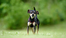 Tiere suchen ein Zuhause