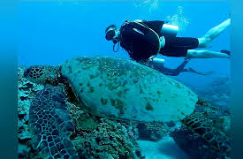 Xploration Awesome Planet: Awesome Hawaii