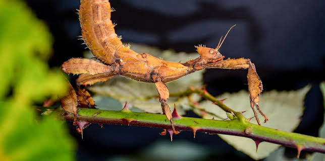 20:55: Krasse Krabbeltiere | Arte | 12/4 2025