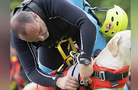 Dogs: The Untold Story: Wild Survivors