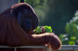 Wild Heroes: Episode 1