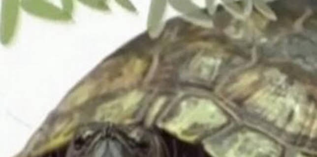 06:30: Animalia | La Otra | 12/22 2025