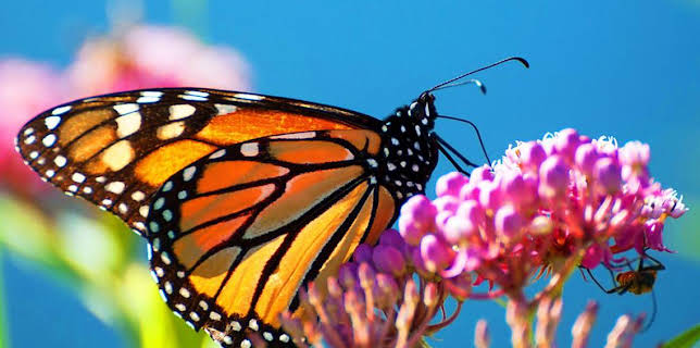 7:00 PM: Earth's Seasonal Secrets | BBC Four | 11/3 2025