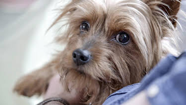 7:55 PM: The Dog House | More 4 | 9/21 2026