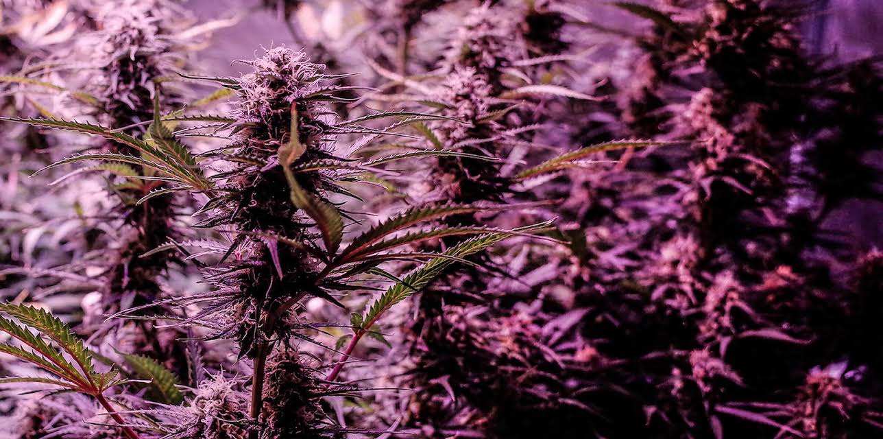 Highland: Thailand's Marijuana Awakening