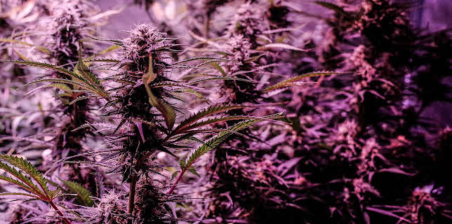 Highland: Thailand's Marijuana Awakening