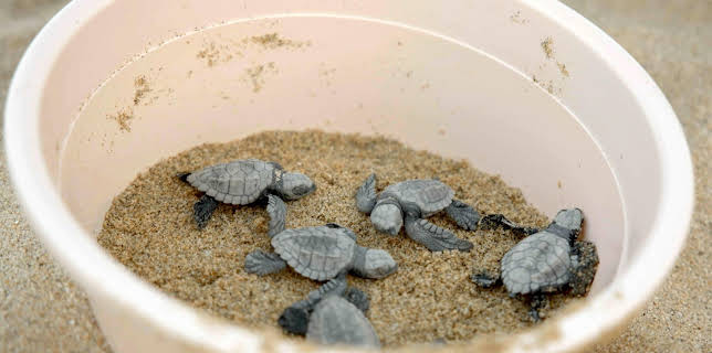 13:15: mareTV | Radio Bremen | 3/21 2026