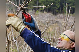 How to Grow Anything: Make Your Trees and Shrubs Thrive: Pruning Old and Young Trees
