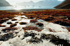 The Hidden Power of Microbes: A World without Microbes