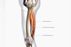 How We Move: The Gross Anatomy of Motion: The Thigh: Our Largest Bone and Its Muscles