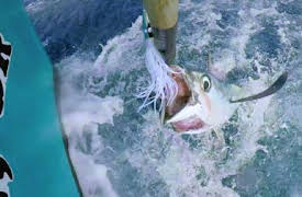 Fiskekrigen: Solformørkelsen