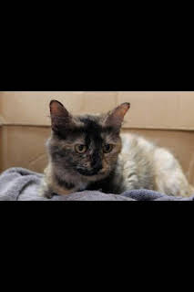 07:45: Veterinarios de Nebraska: ¡Estos gatitos están de broma! | Nat Geo Wild | 3/30 2026