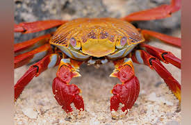 Foundations of Organic Chemistry: Metals in Organic Chemistry