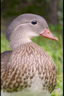 05:15: Maravillas secretas de Europa: Grecia | Nat Geo Wild | 1/18 2026