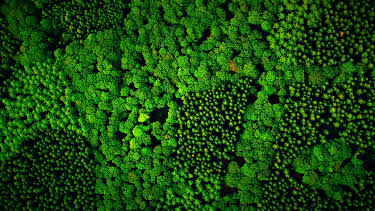 02:10: Unsere Wälder (1/3) | 3SAT | 4/27 2026