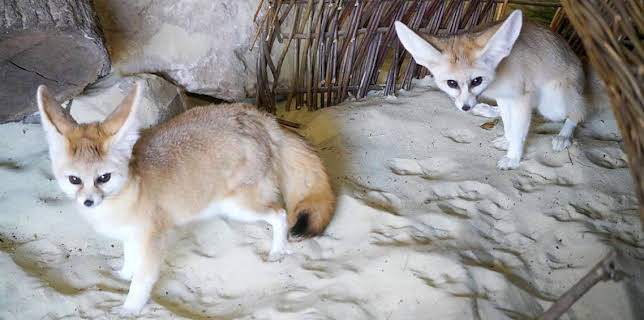 10:45 AM: Animal Park | BBC One Scotland | 12/9 2025